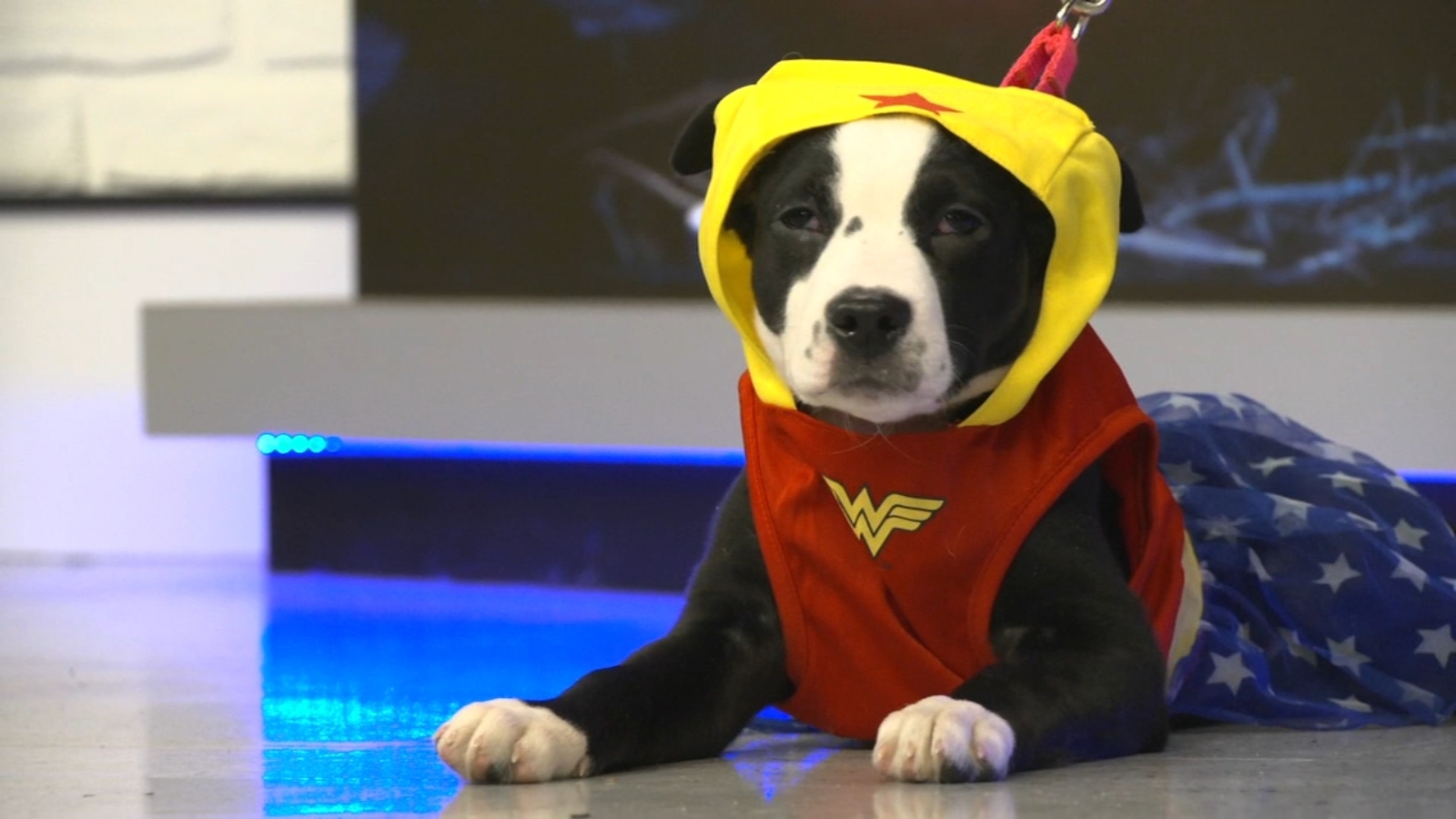 NC pet adoption group participating in Howl-oween Costume Contest - Vimarsana News