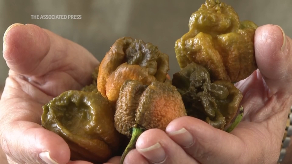 Pepper X marks the spot as South Carolina pepper expert scorches his own Guinness Book heat record
