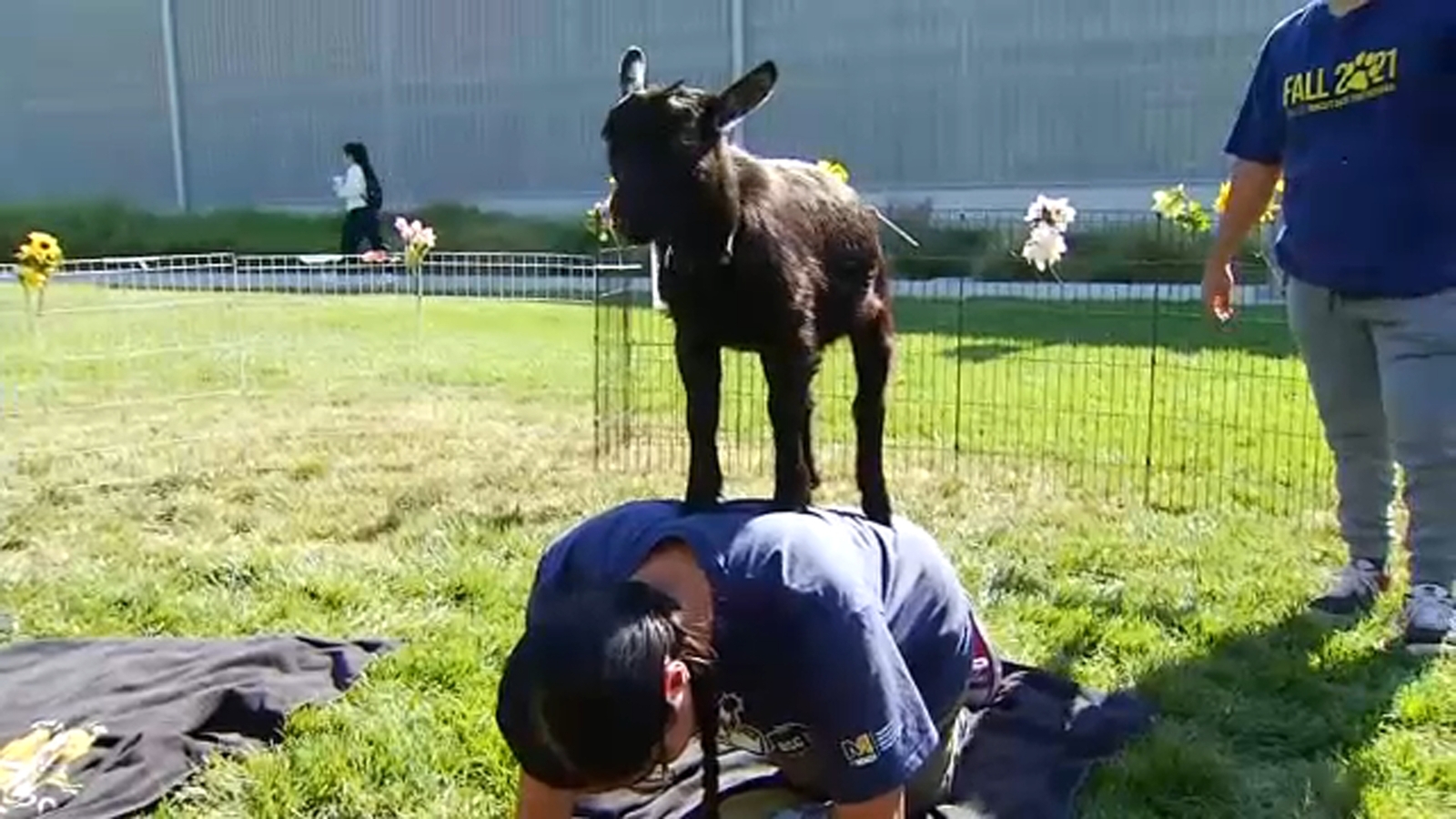 UC Merced hosts 'Goat Yoga' event as part of National Transfer Student Week - Vimarsana News