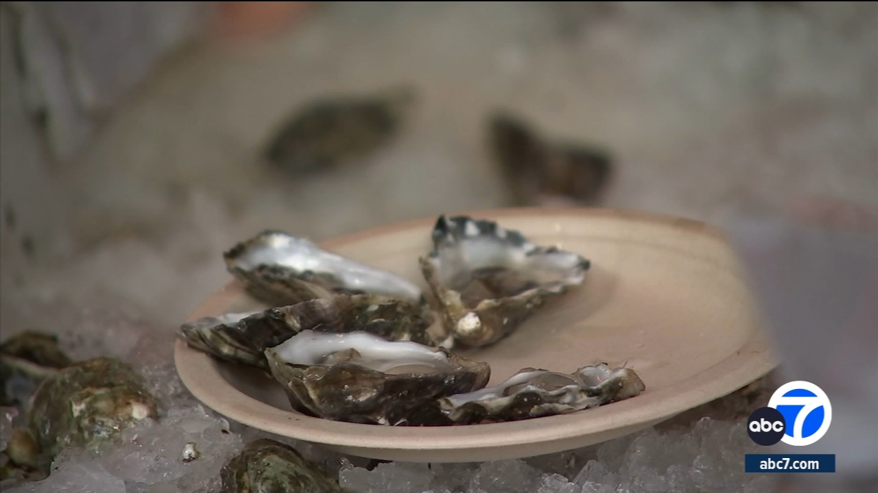 Actualización sobre Violet, la pitbull abandonada y famélica : r/pitbulls, image size:1280x720