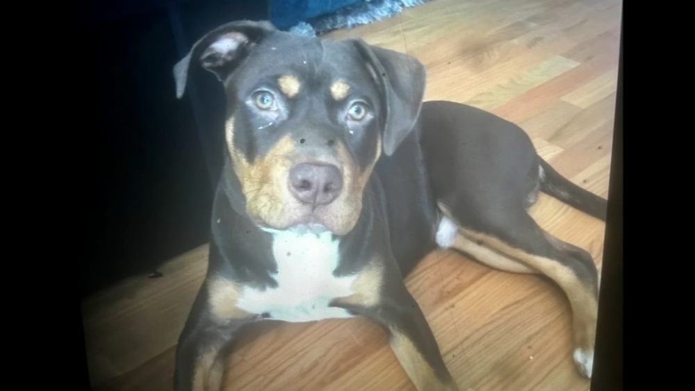 Dog stolen at gunpoint in East Garfield Park