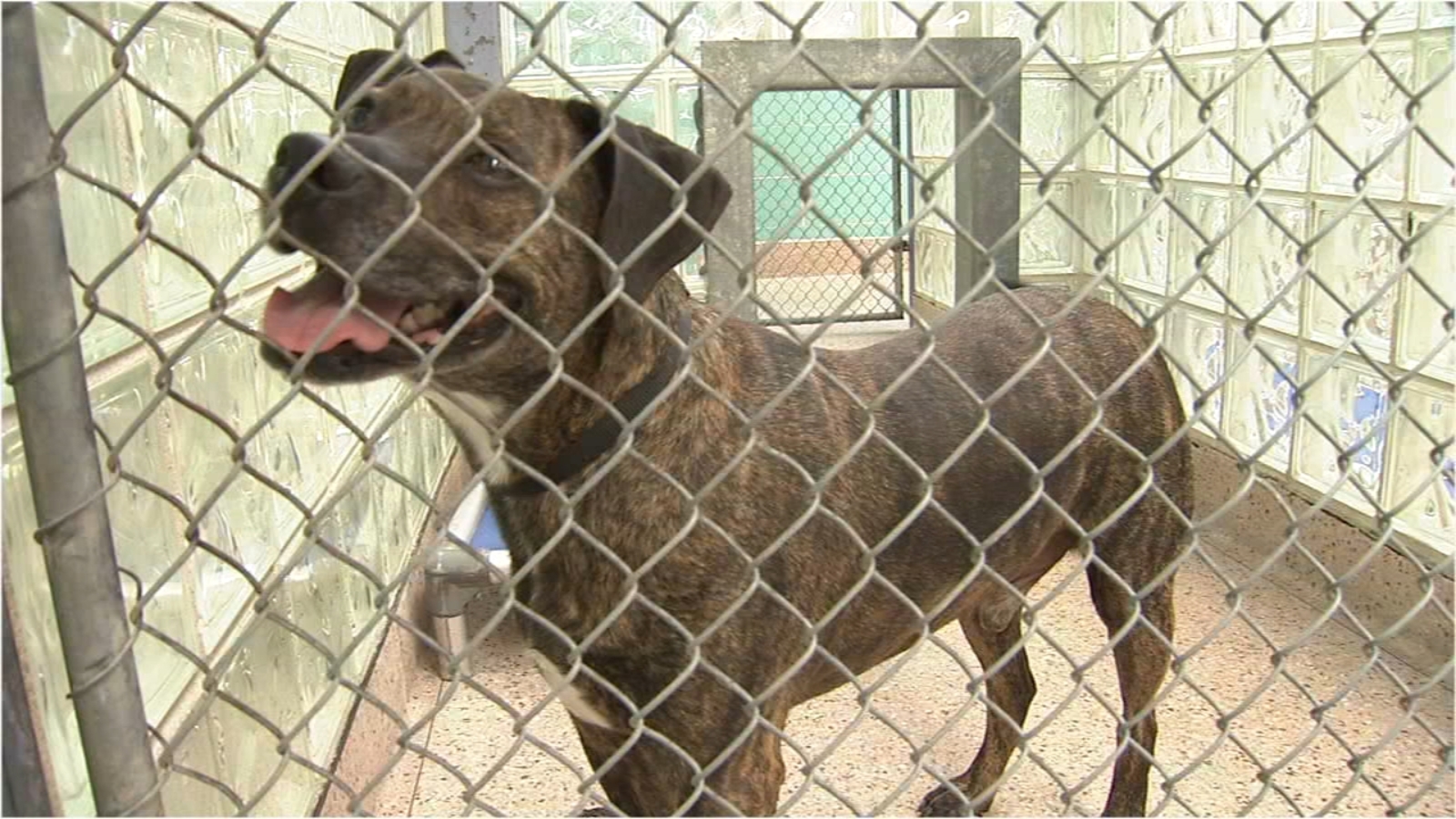 Pennsylvania Gov. Shapiro signs bill requiring all dogs to be licensed