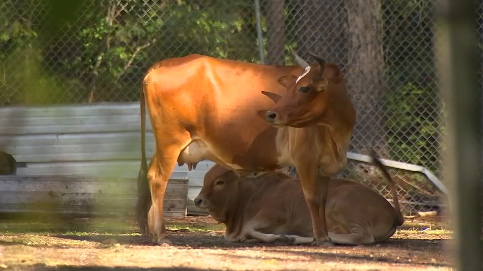 Another person charged in Wake County animal cruelty case - ABC11 ...