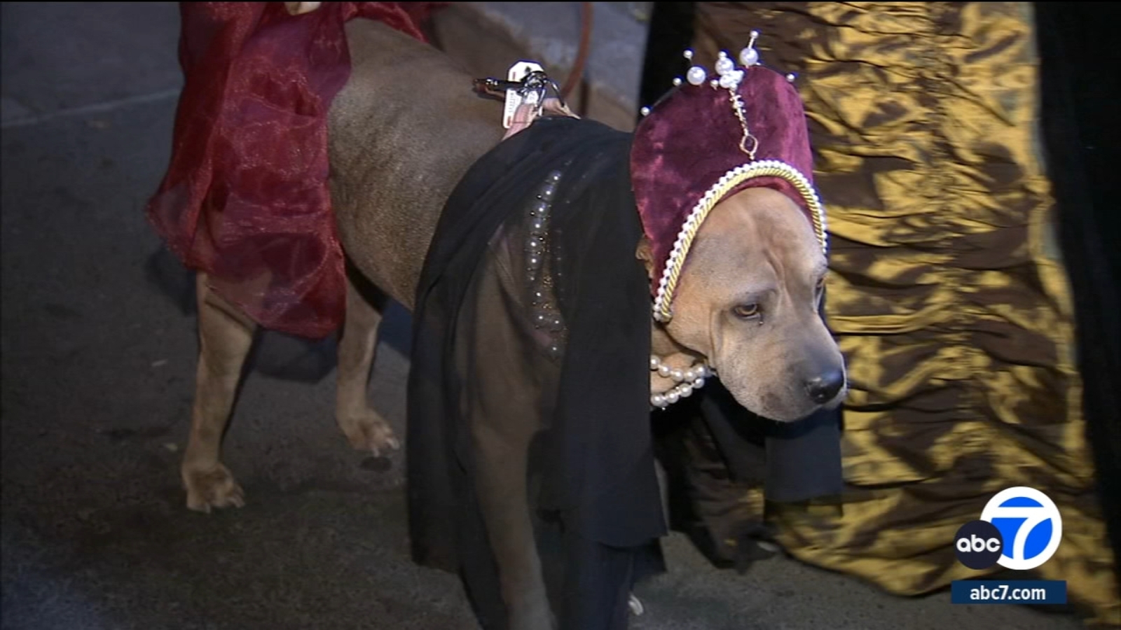 How to keep your pet safe this Halloween - ABC7 Los Angeles - Vimarsana News