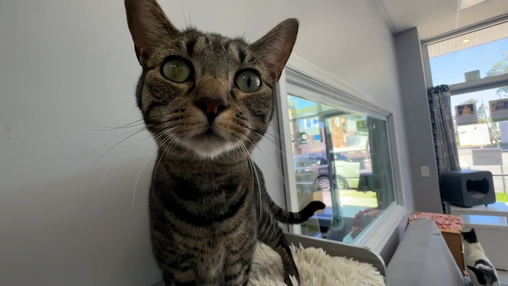 Pennsylvania cat café helping friendly foster felines find new homes