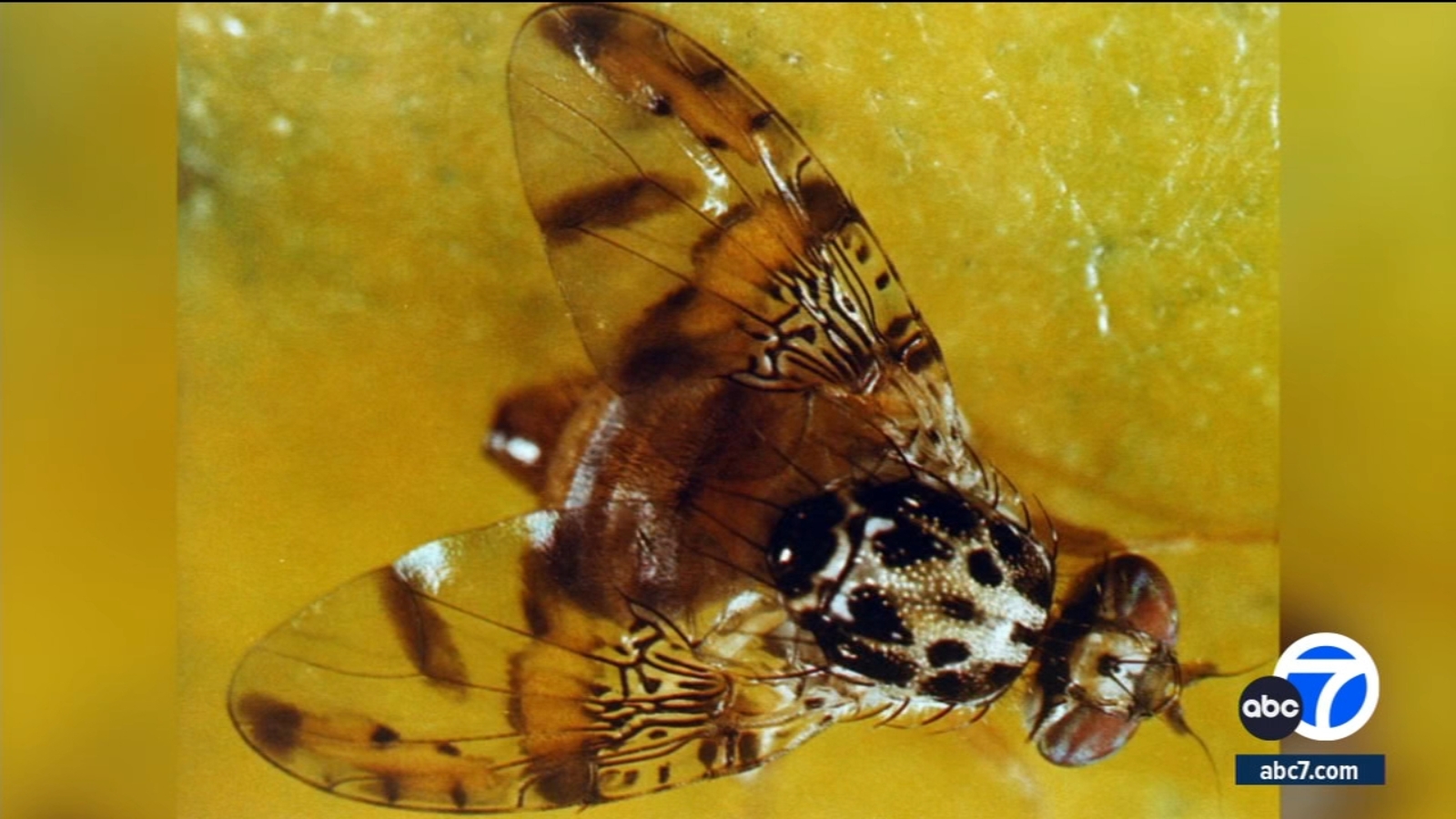 Millions of Mediterranean fruit flies to be released in Leimert Park as part of medfly eradication effort - Vimarsana News