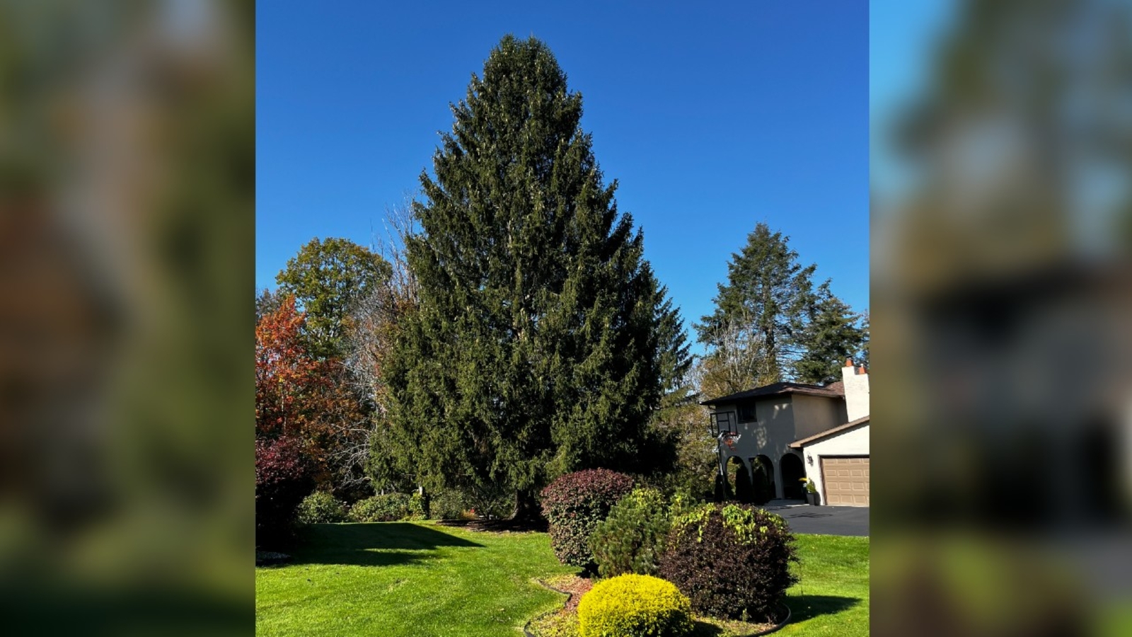 Norway spruce in Vestal, New York, chosen as 2023 Rockefeller Center Christmas tree - Vimarsana News