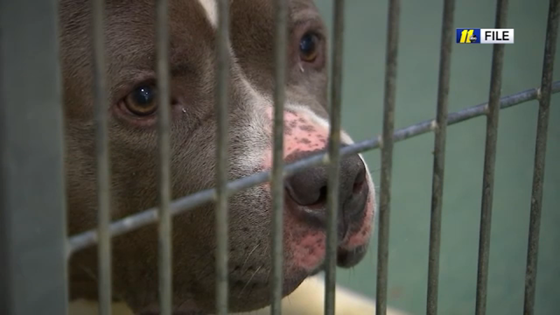 Wake County Animal Shelter to remain closed through November