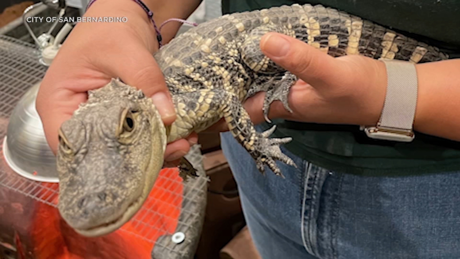 Illegal baby alligators seized in San Bernardino squatter case, brought