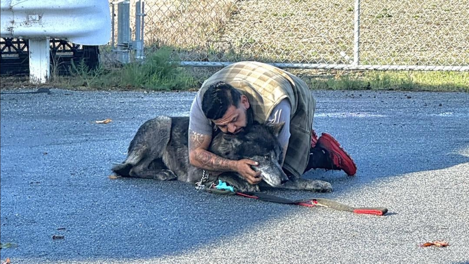 Shadow the wolfdog hybrid missing in North Bay captured and returned home, animal services say - Vimarsana News