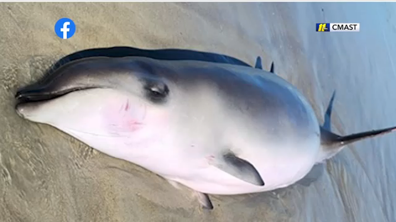 Nearly 11-foot Gervais' beaked whale calf found dead on NC beach with balloon in its stomach - Vimarsana News