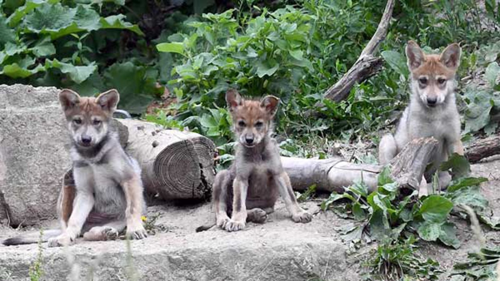 Mexican Gray Wolf Pups Born At Brookfield Zoo Released Into Wild Abc7 Chicago