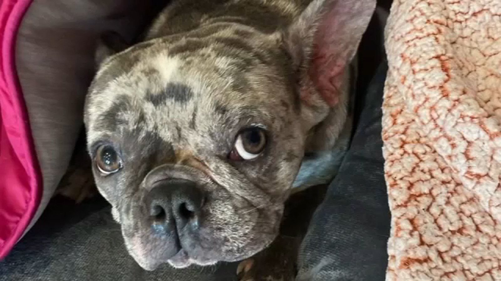I just need my dog Owner pleads for return of Frenchie stolen in Southwest Philadelphia breakin I just need my dog Owner pleads for return of Frenchie stolen in Southwest Philadelphia breakin