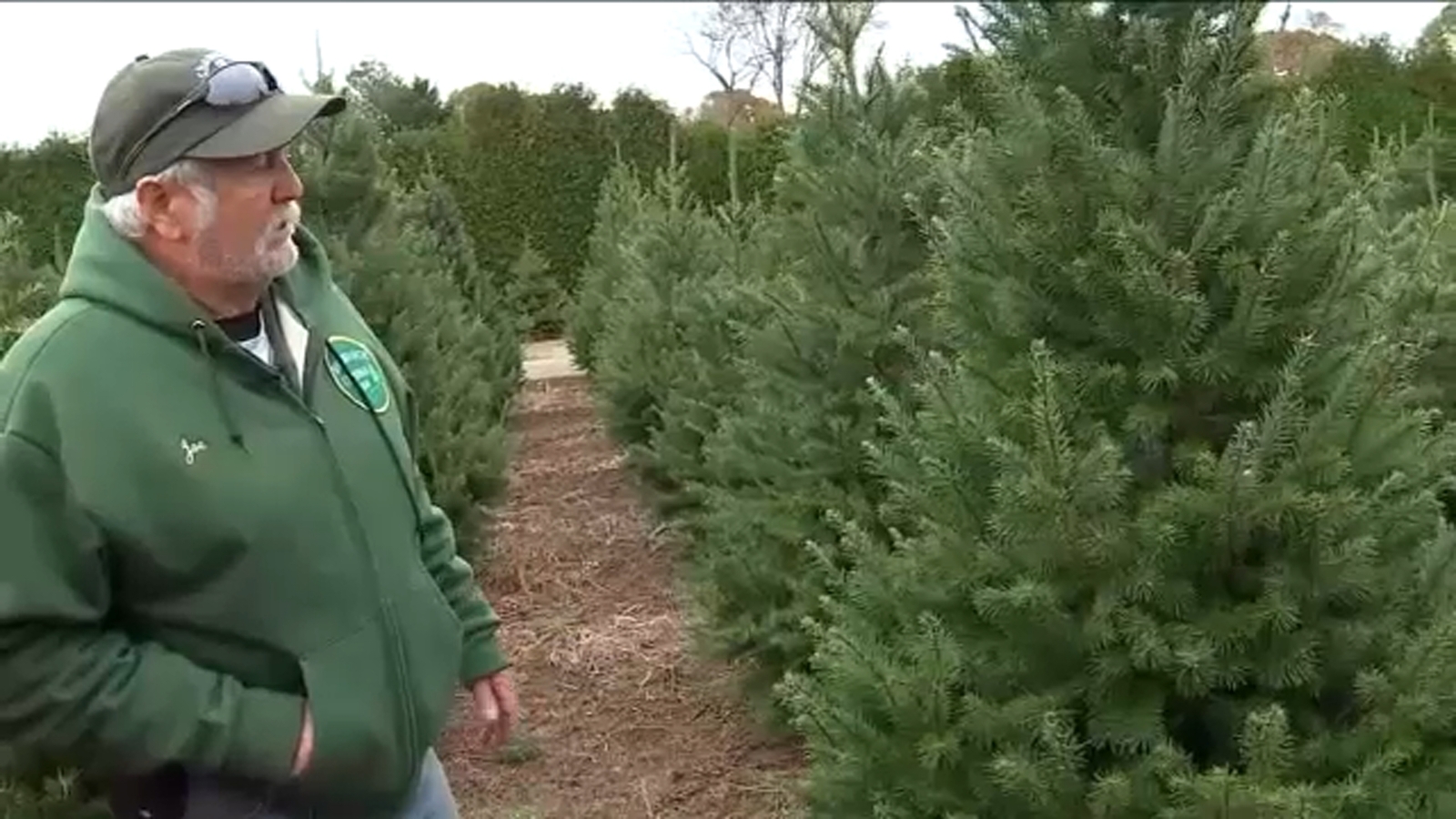 Long Island Christmas tree farm wont open this year amid national shortage Long Island Christmas tree farm wont open this year amid national shortage