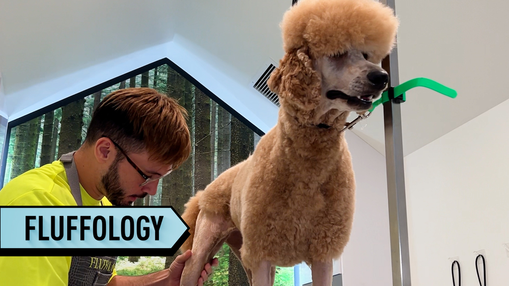 Luxury pet spa Fluffology pampers dogs with high-end services