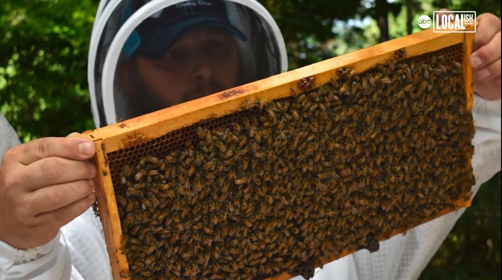 Veterans overcome personal battles through beekeeping 