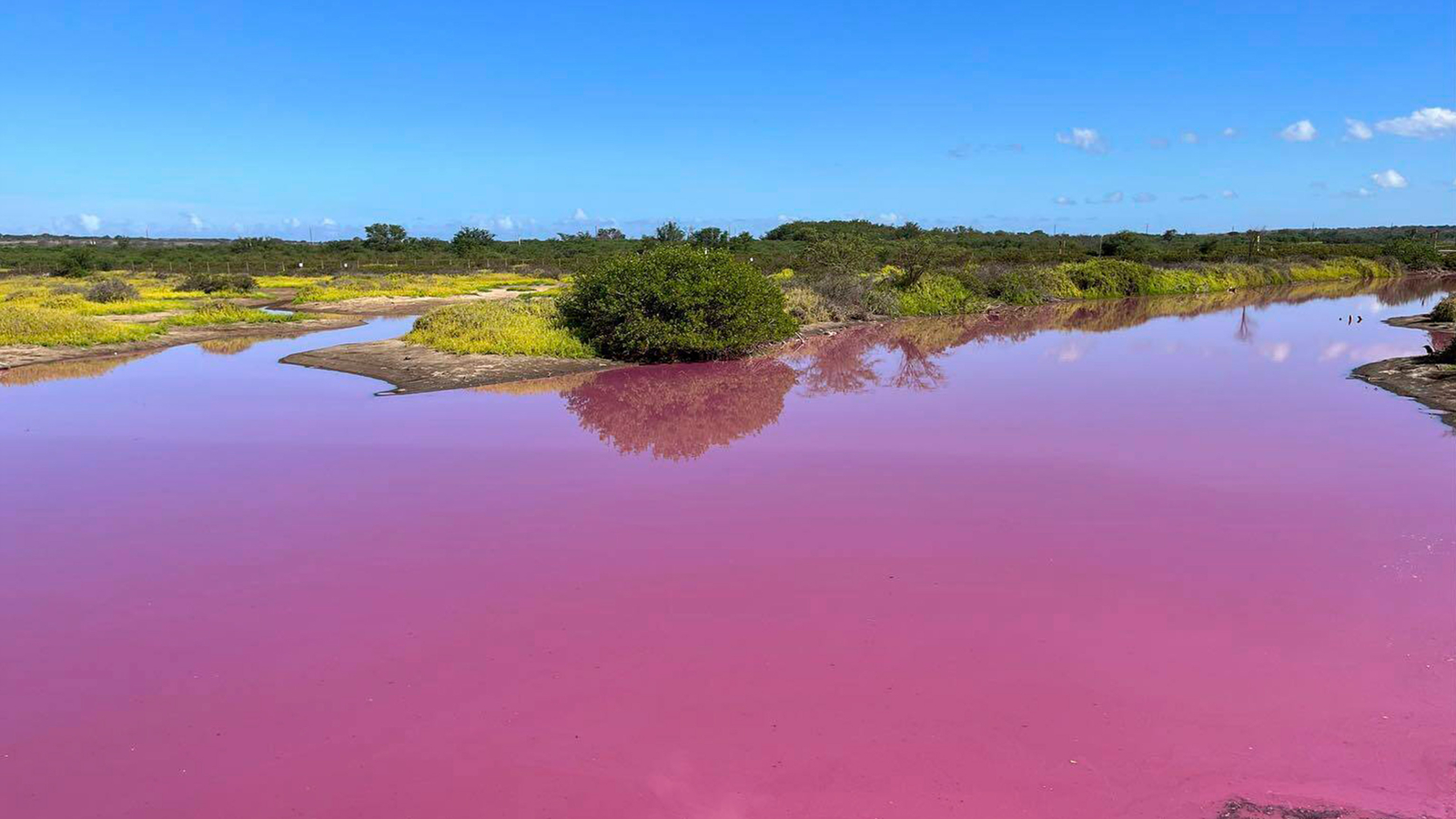 Kealia Pond National Wildlife Refuge in Maui, Hawaii mysteriously turns bright pink. Drought may be to blame - Vimarsana News