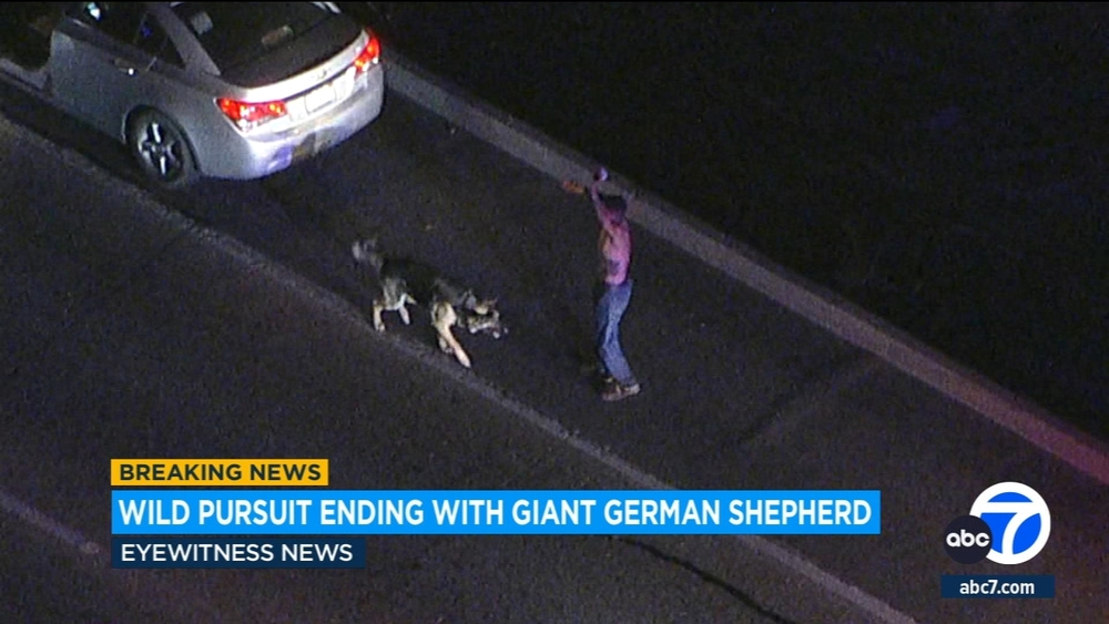 Man in custody after Ventura County chase; dog refused to leave side 