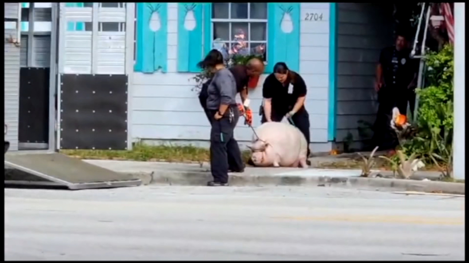 400-pound pet pig named Pork Chop taken from owner over health concerns, Florida animal care and control officials say - Vimarsana News