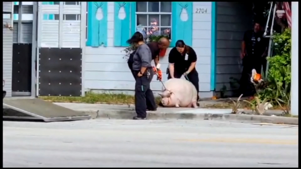 400-pound pet pig 'Pork Chop' taken from owner over health concerns, Florida officials say