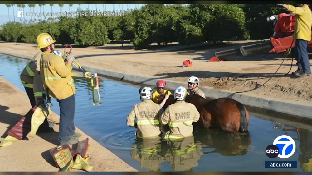 Riverside firefighters rescue horse by hoisting it out of canal