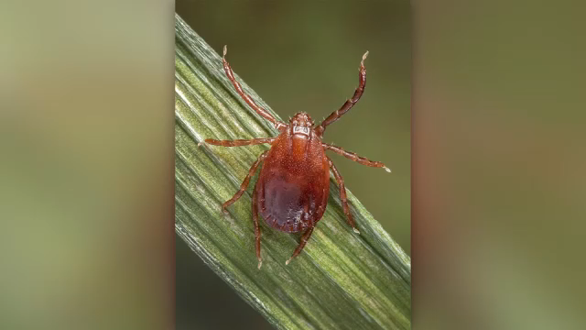 New invasive tick species blamed for death of 3 cows in Ohio