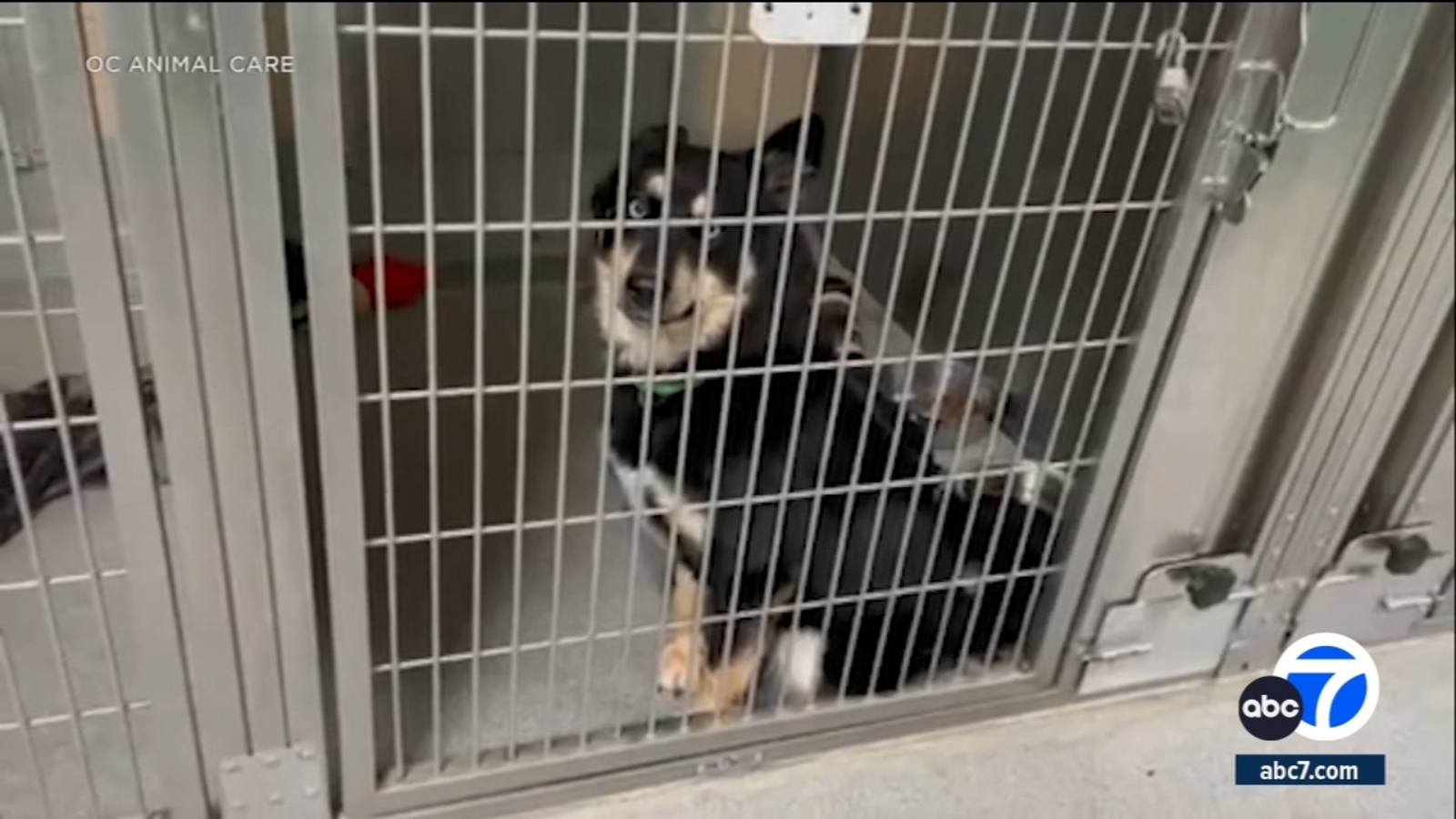 Animal shelter near Tustin hangar fire pleads for volunteers to take in dogs amid air quality concerns - Vimarsana News