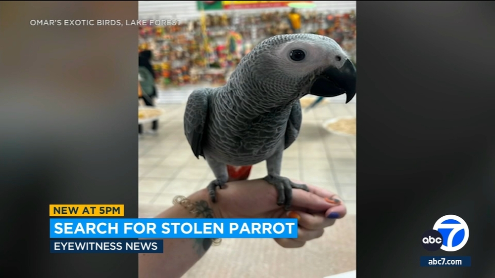 Video shows man stealing baby macaw from exotic bird store in Menifee