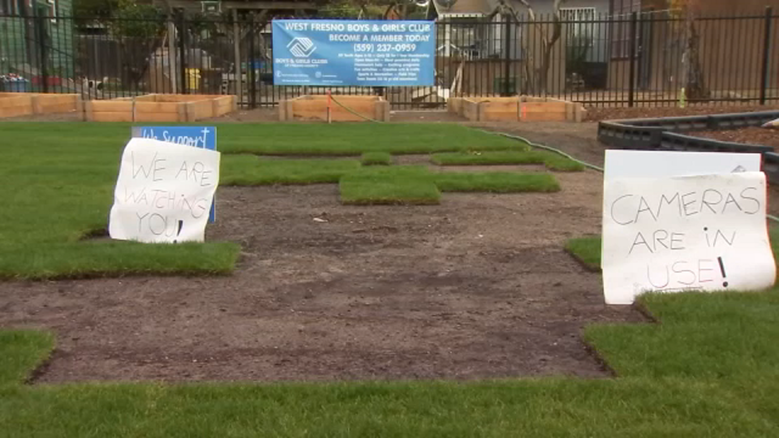 Thieves steal parts of new lawn from Fresno Boys and Girls Club - Vimarsana News