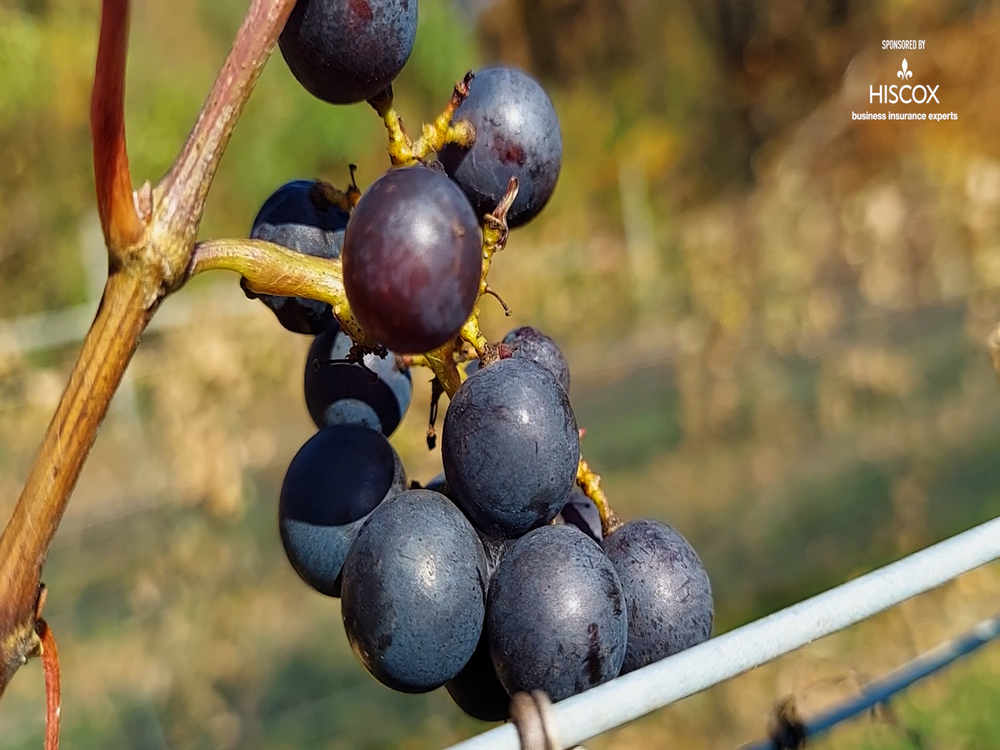 Destination Wine: Maple Springs Vineyard has much more than great vino