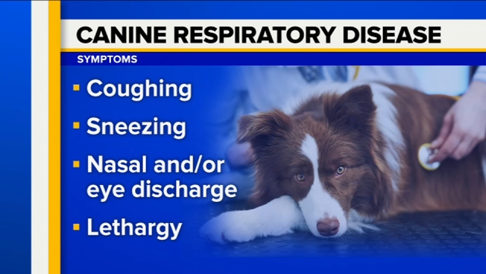 What you should know about the respiratory illness affecting dogs
