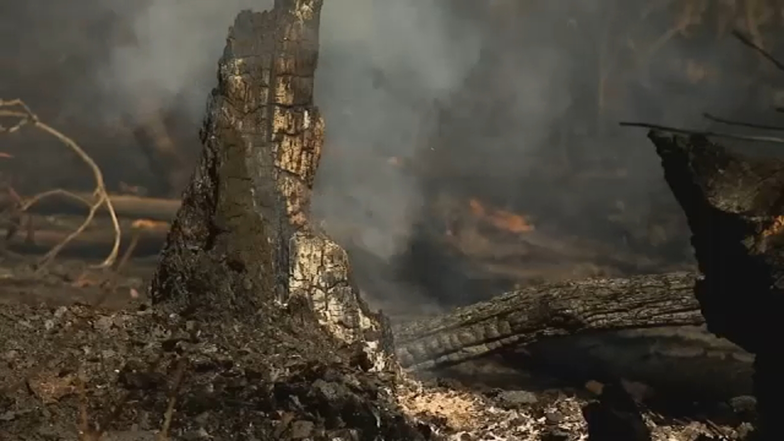 Wildfire risk in North Carolina to rise by year 2050 amid rapid development: Weathering Tomorrow - Vimarsana News