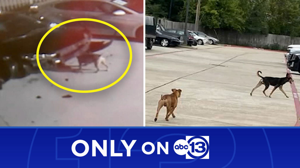 Dogs seen tearing apart dealership's cars, causing up to $350K damage