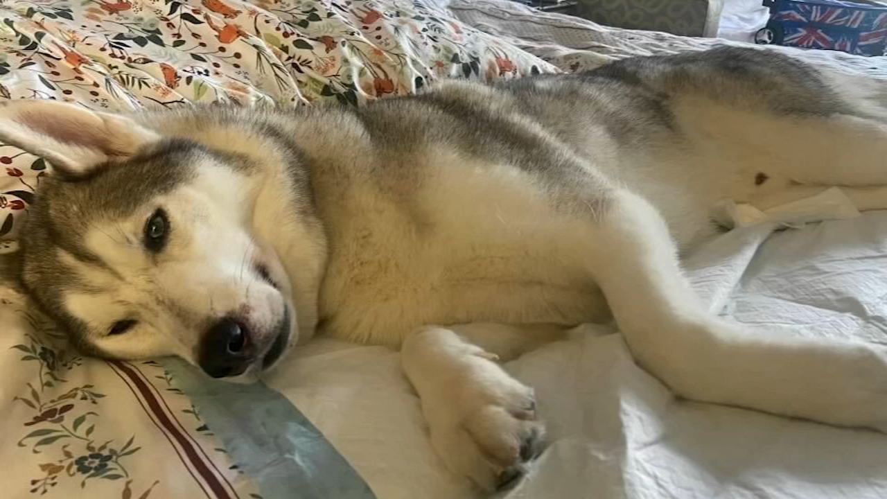 New canine respiratory illness found in Clovis
