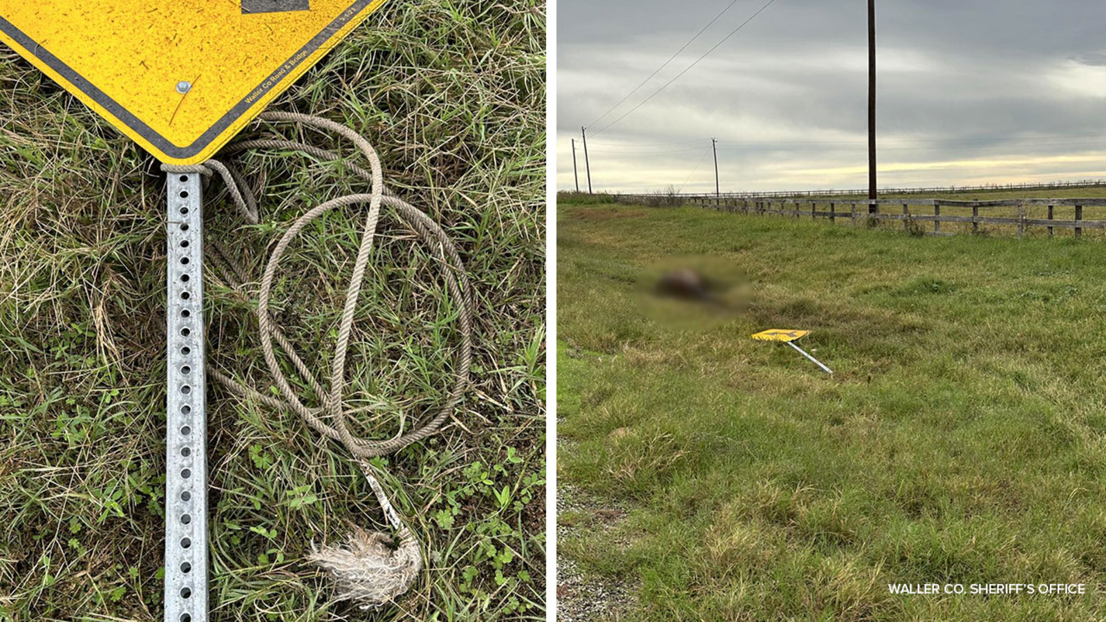 Waller Co. animal cruelty: Horse found shot in head with legs tied, dragged on side of Jones Road on Thanksgiving morning - Vimarsana News