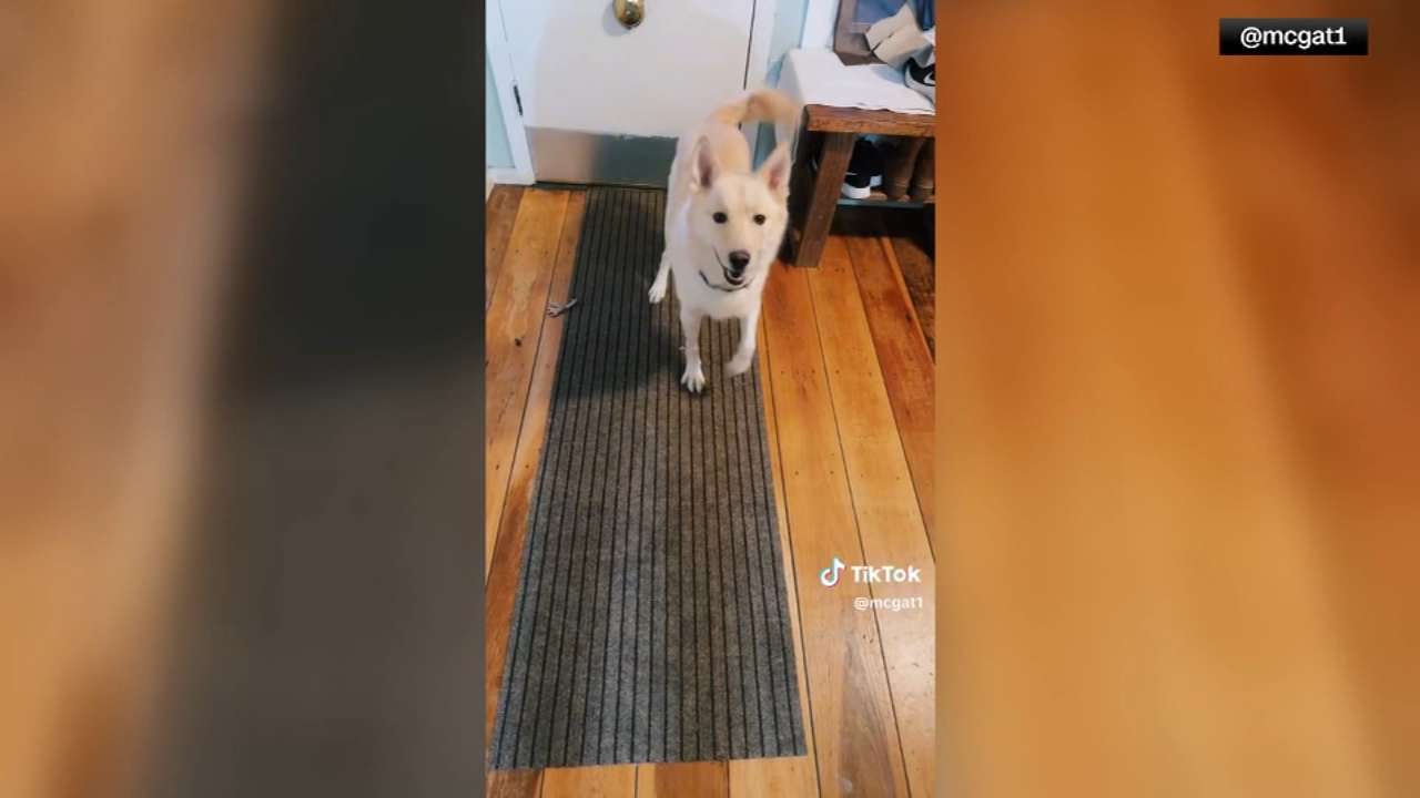 Dog sleeps it off at the vet after raiding owner's liquor