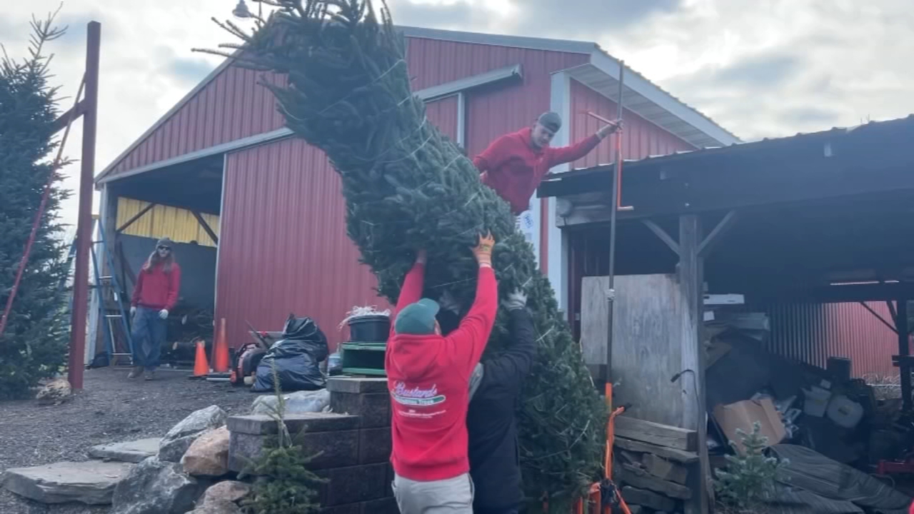 Families spend Black Friday picking out Christmas trees
