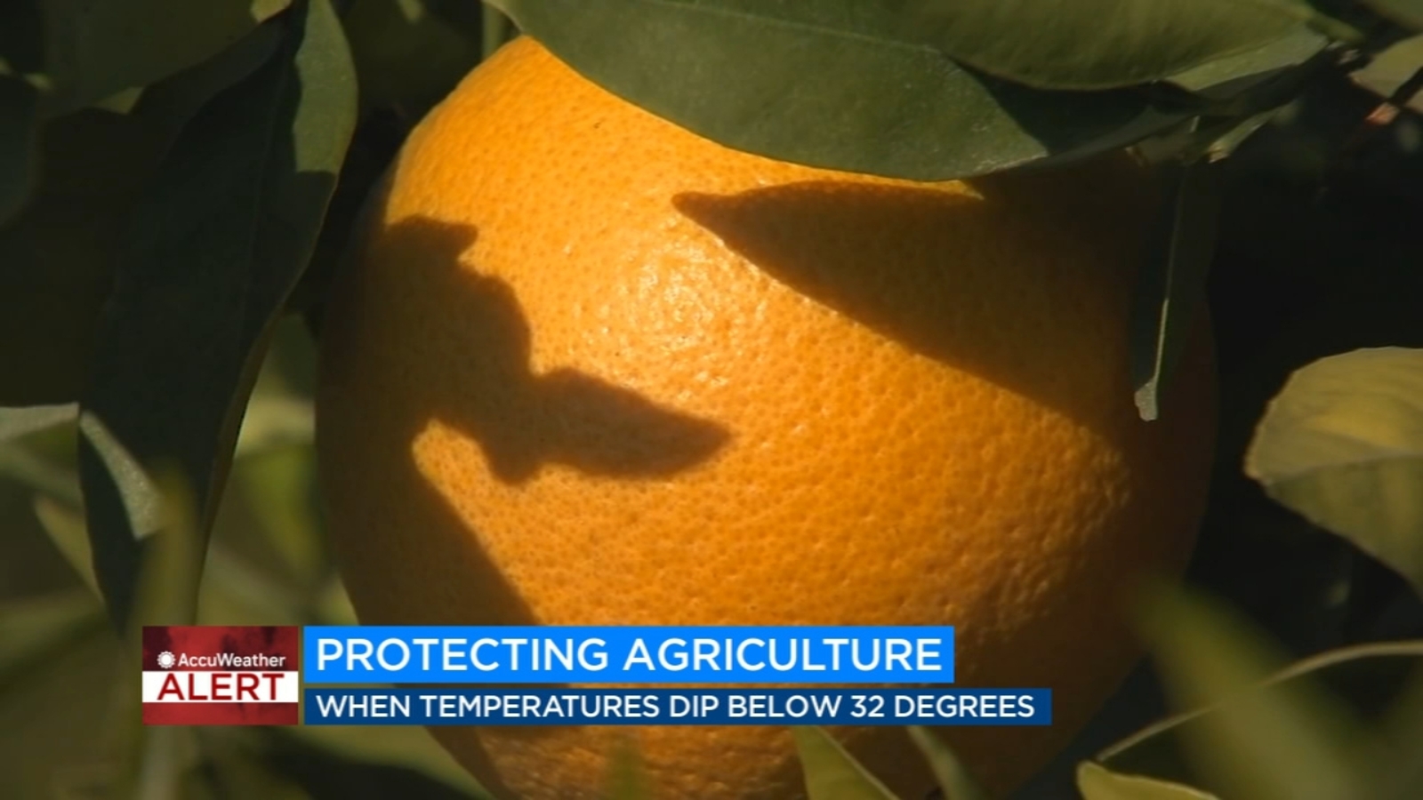 Here's how to protect agriculture in freezing temperatures - Vimarsana News