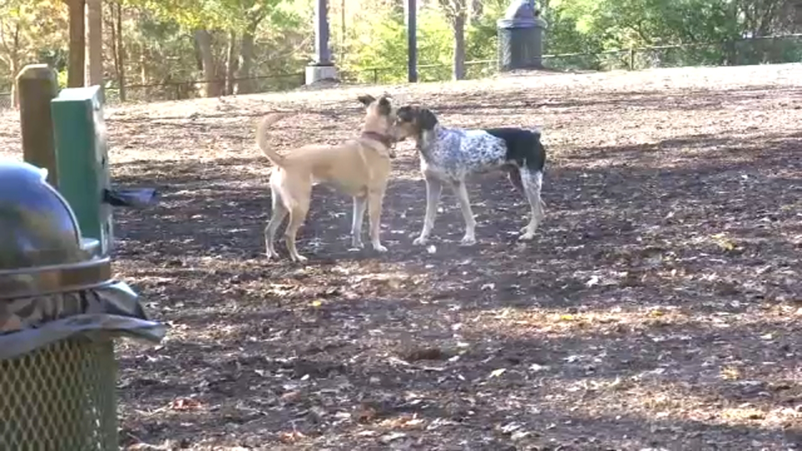 Dogs Mystery Illness Veterinarians warning dog owners of respiratory illness spread during the