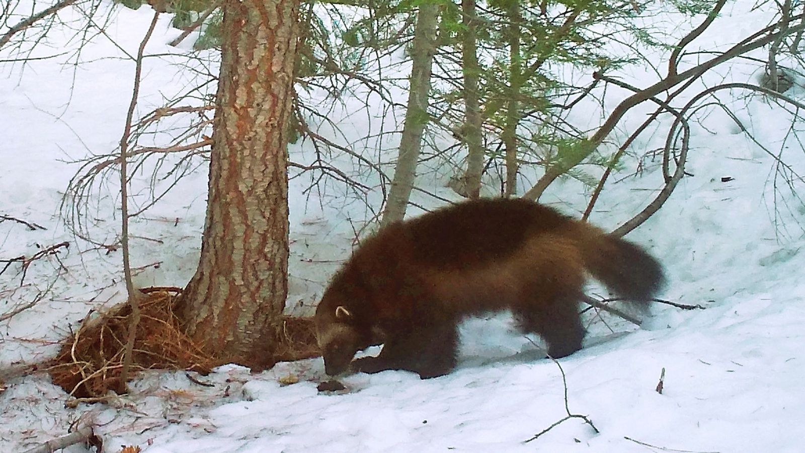 Wolverines: US moves to protect North American wolverines under Endangered Species Act as climate change melts mountain refuges - Vimarsana News