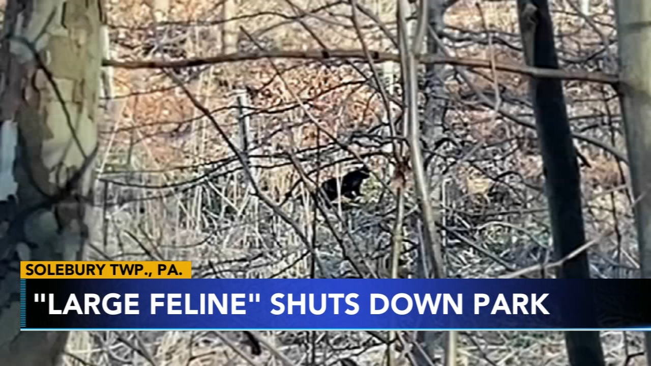 Bucks County park briefly closed after 'large feline' spotted 