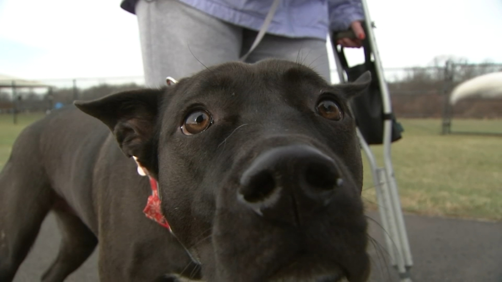 Pennsylvania dog owners staying out of parks, away from other pets as mysterious respiratory