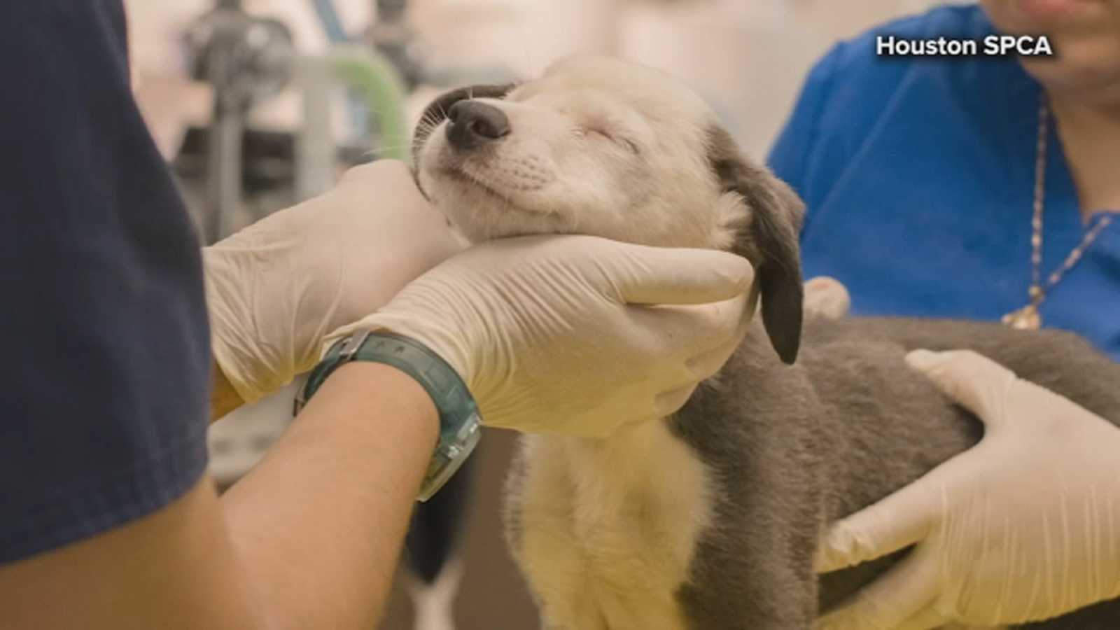 Kennel cough cases in Baytown Contagious respiratory disease