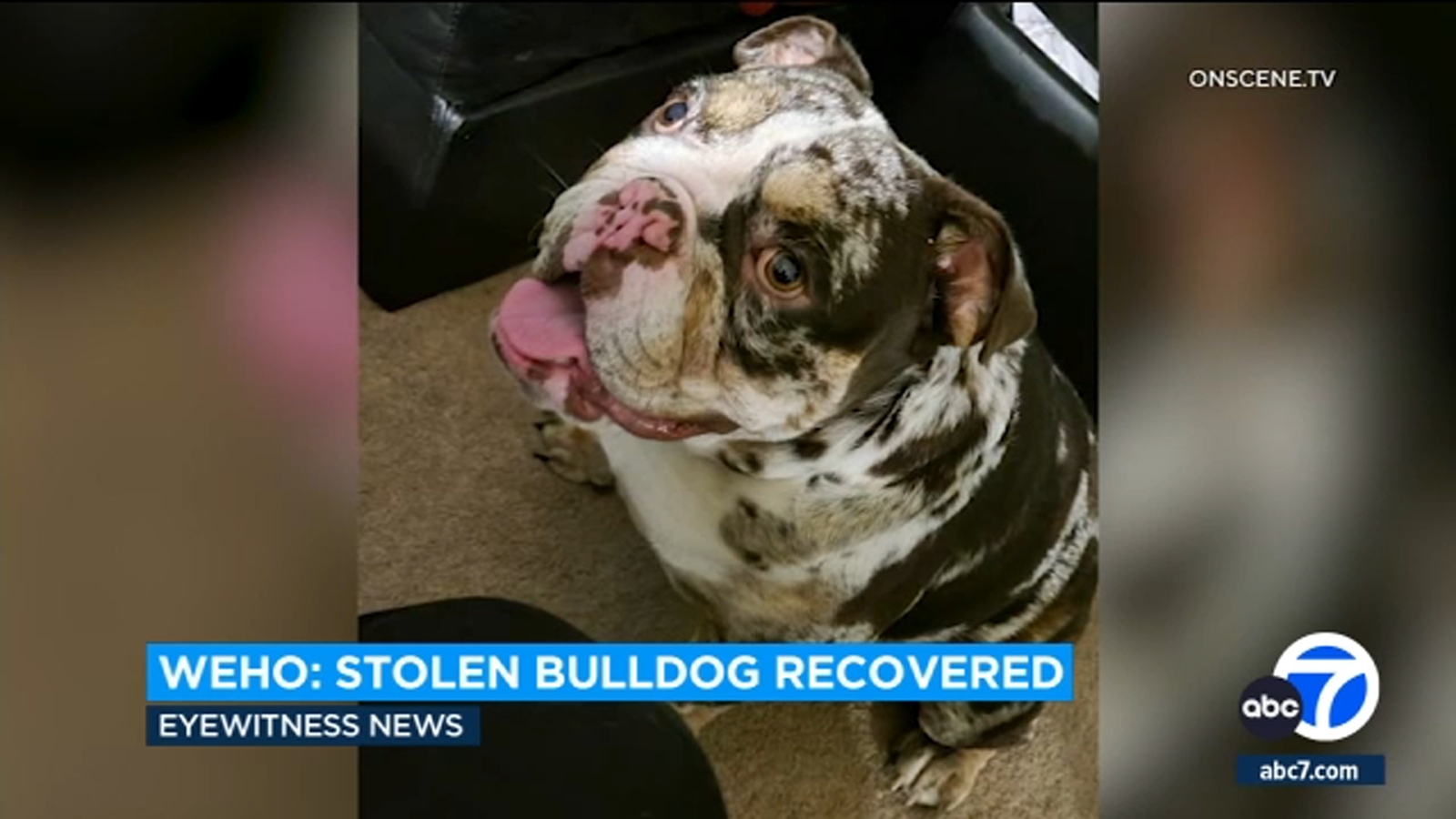 English bulldog stolen at gunpoint in West Hollywood reunited with owner