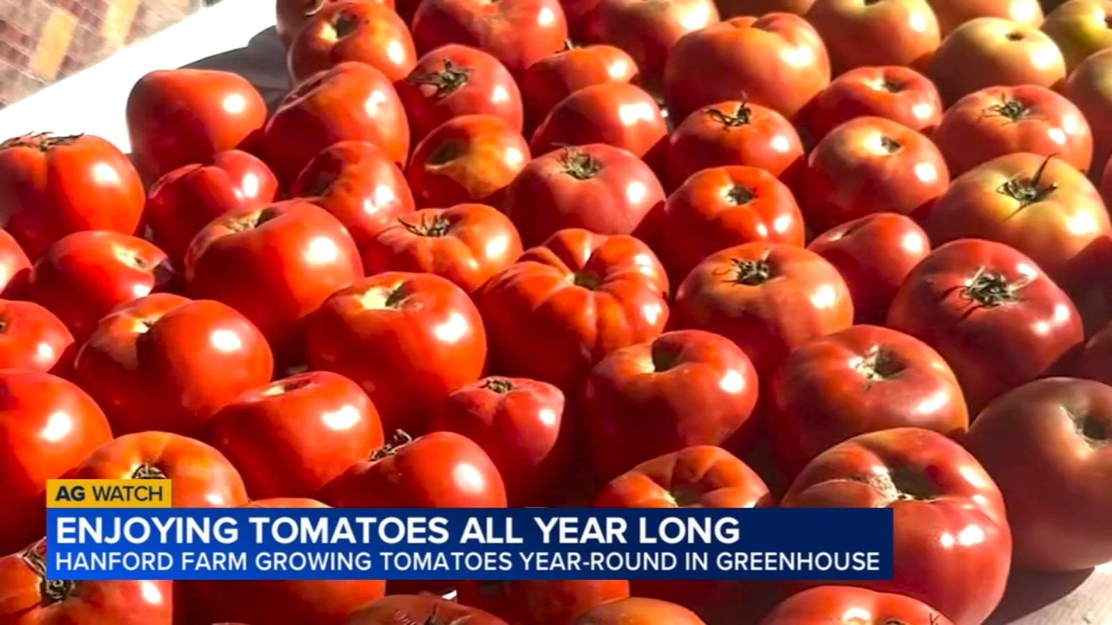 Vine Ripe Tomatoes offering fresh tomatoes all year long - Vimarsana News