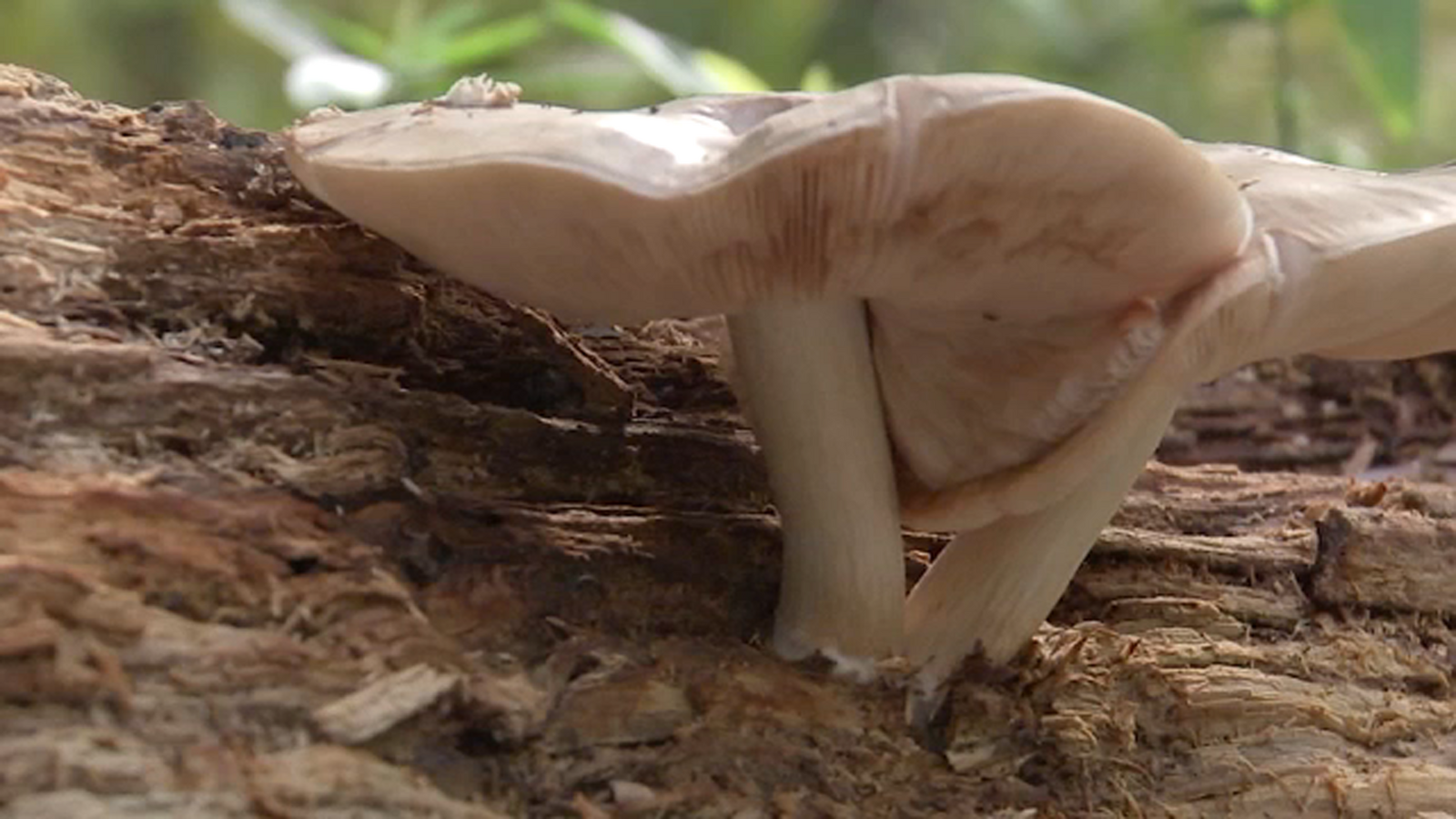 Mushrooms in Houston ABC13 talks to Nature Discovery Center expert on