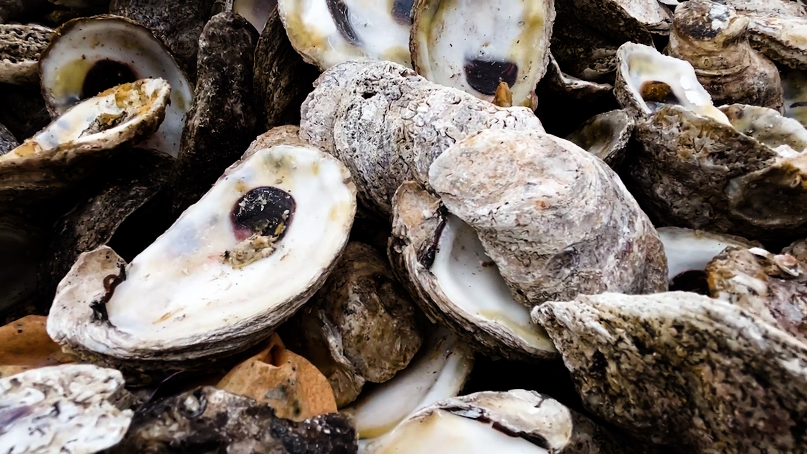 Historic San Leon reef restoration a first-of-its-kind project in Texas - Vimarsana News
