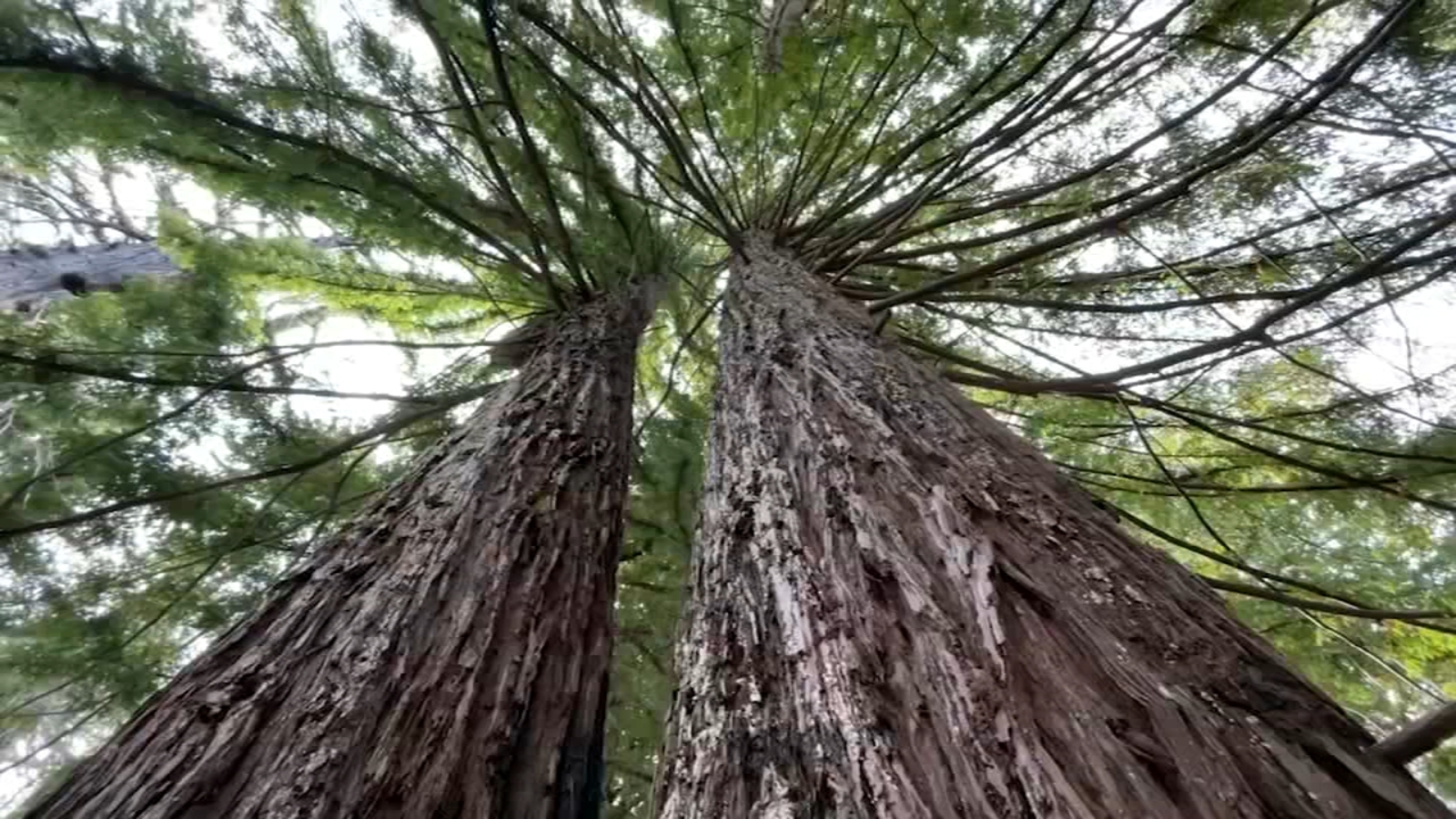 Decadesold reserves, ancient buds from Santa Cruz redwoods help trees