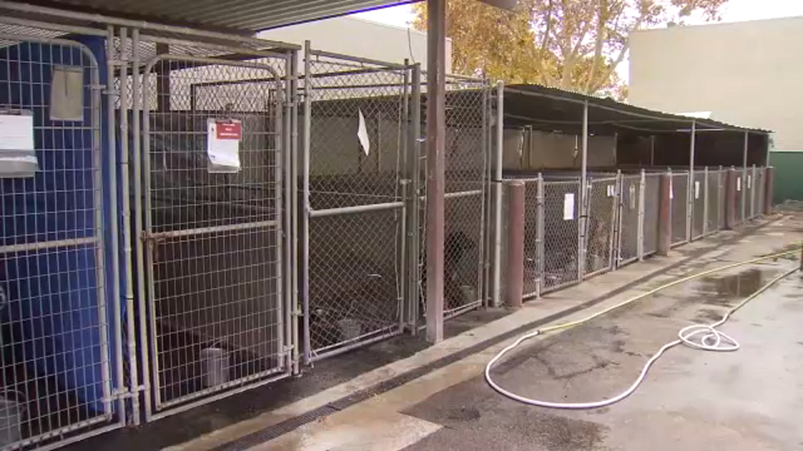 Selma's Second Chance Animal Shelter shutting down - Vimarsana News