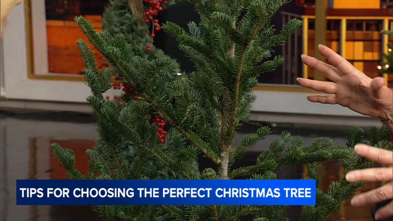 Choosing hte best live Christmas tree